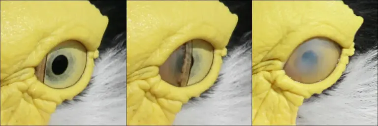 Baklava Nasıl Yapılır